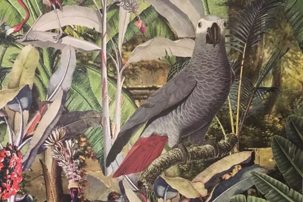 photo d'une tapisserie avec un perroquet gris dans la jungle